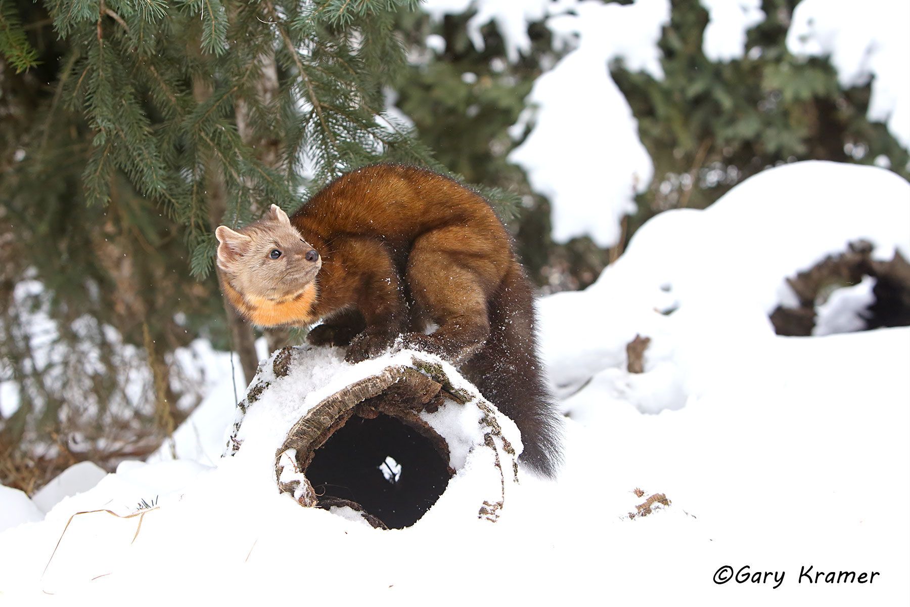 Marten (Martes americana) by GaryKramer.net, 530-934-3873, gkramer@cwo.com Marten (Martes americana) - NMM#093d