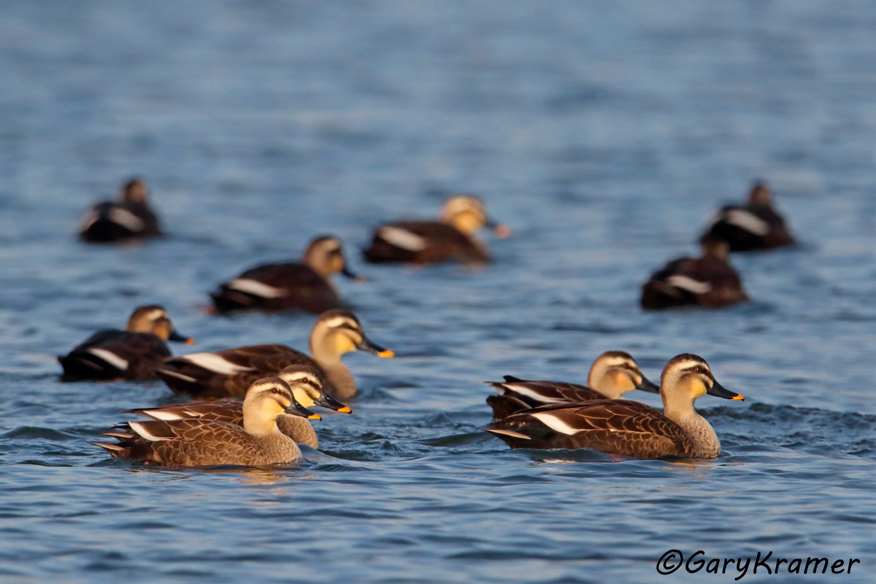 Eastern Spot-billed Duck (Anas zonorhyncha)  Eastern Spot-billed Duck (Anas zonorhyncha) - EBWBe#111d