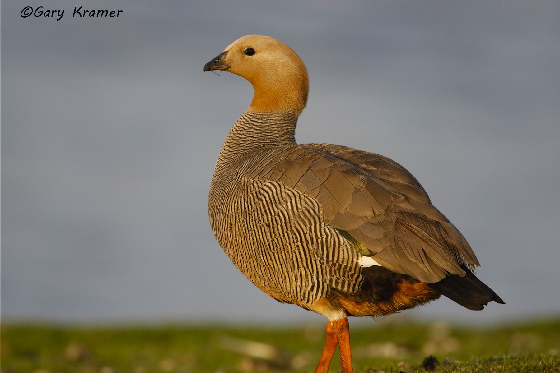 Ruddy-headed Goose (Chloephaga rubidiceps) Falkland Islands - SBWGr#149d