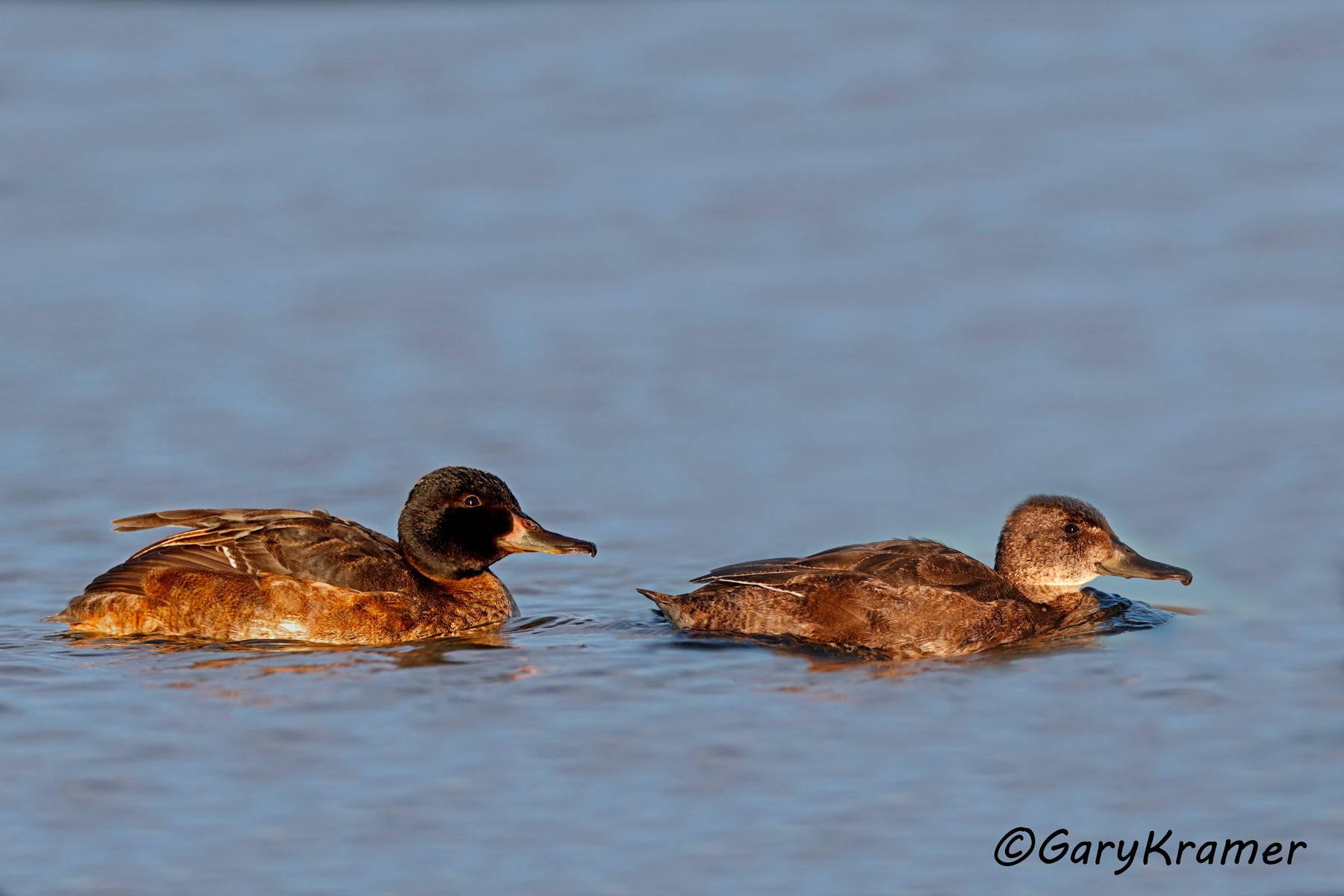 Black-headed Duck (Heteronetta atricapolla) - SBWBh#083d(2) (Argentina)