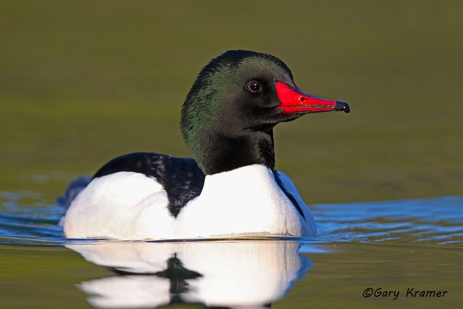Common Merganser (Mergus merganser) Common Merganser (Mergus merganser) - NBWMc#264d
