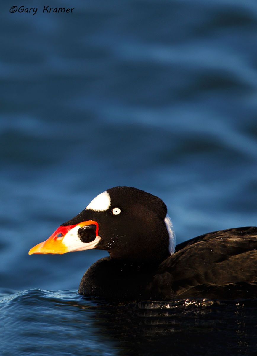 Surf Scoter (Melanitta perspicillata) - NBWSs#395d(2)