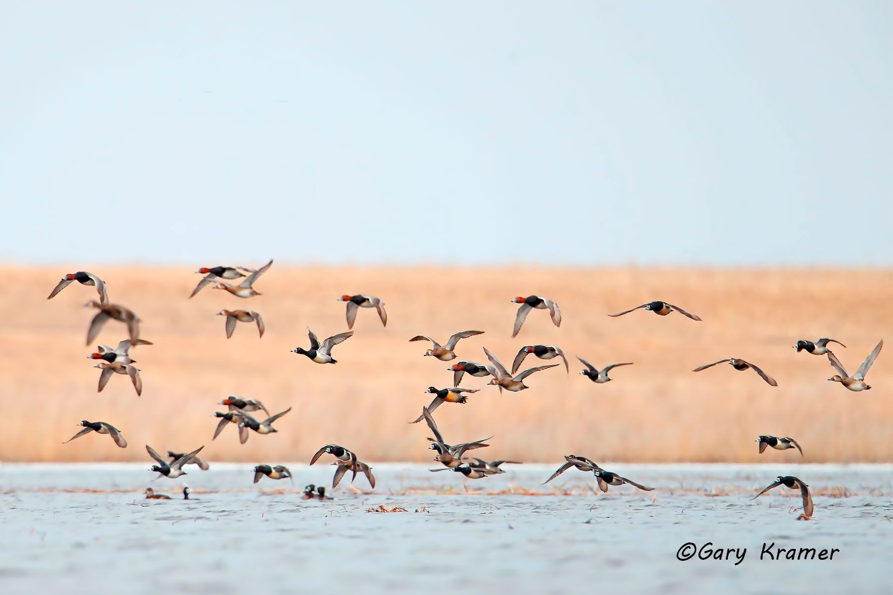 Redhead/Ring-necked Duck (Aythya americana/A. collaris) Redhead/Ring-necked Duck (Aythya americana/collaris) - NBWRR#026d