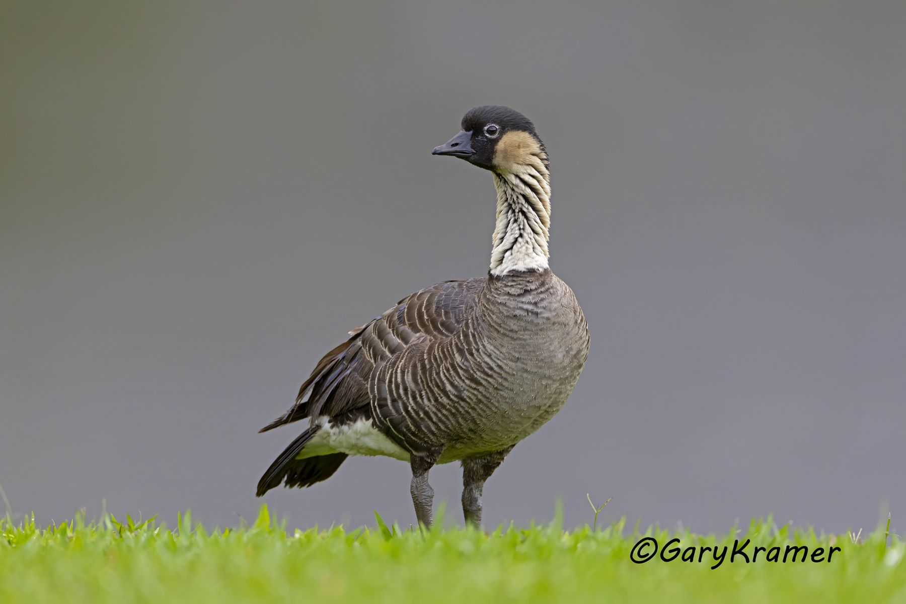 Nene Goose (Hawaiian) (Branta sandvicensis) - NBWN#706d
