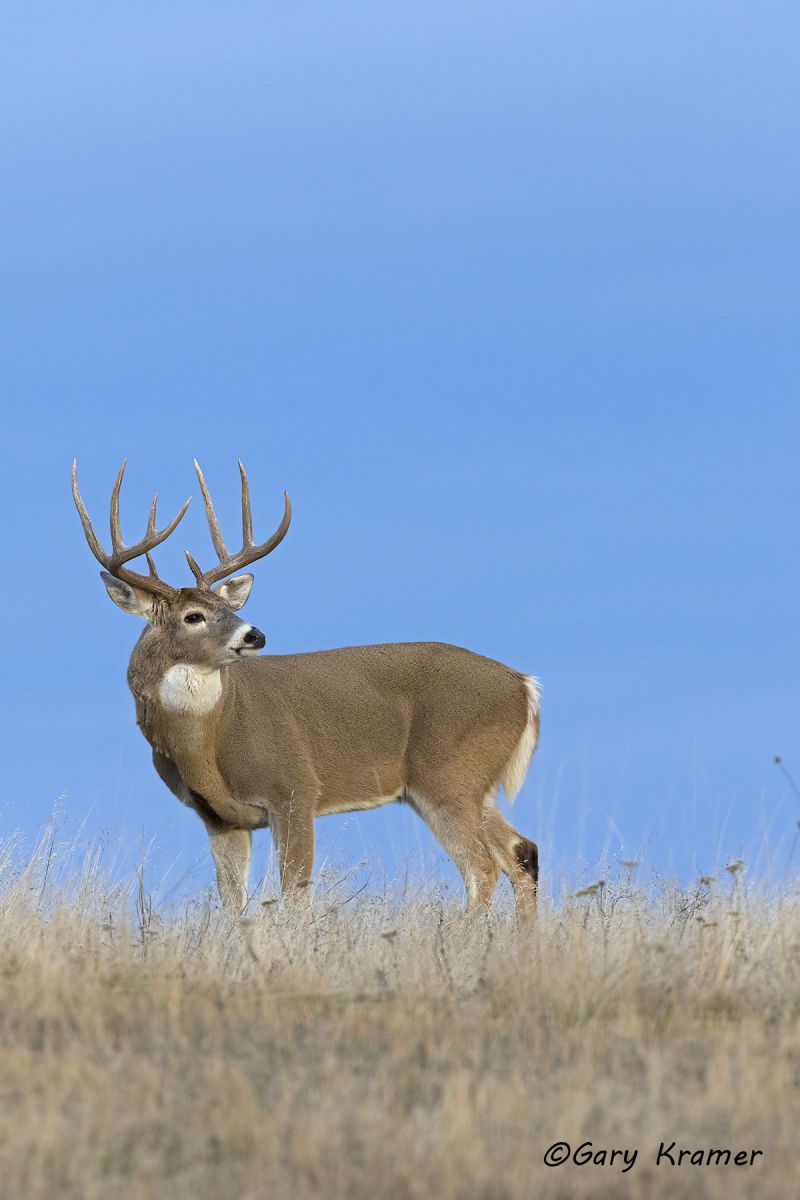 White-tailed Deer (Odocoileus virginianus) by GaryKramer.net, 530-934-3873, gkramer@cwo.com White-tailed Deer (Odocoileus virinianus) - NMDW#1466d