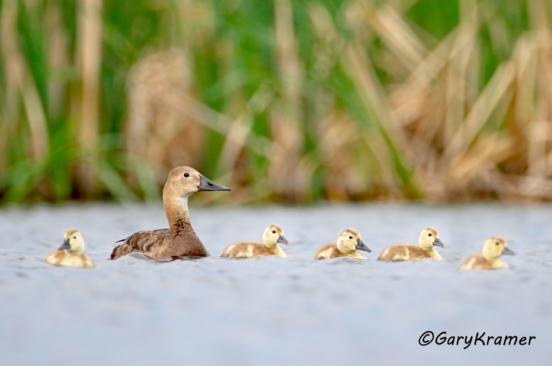 Canvasback (Aythya valisineria) Canvasback (Aythya valisineria) - NBWC#1751d(2)