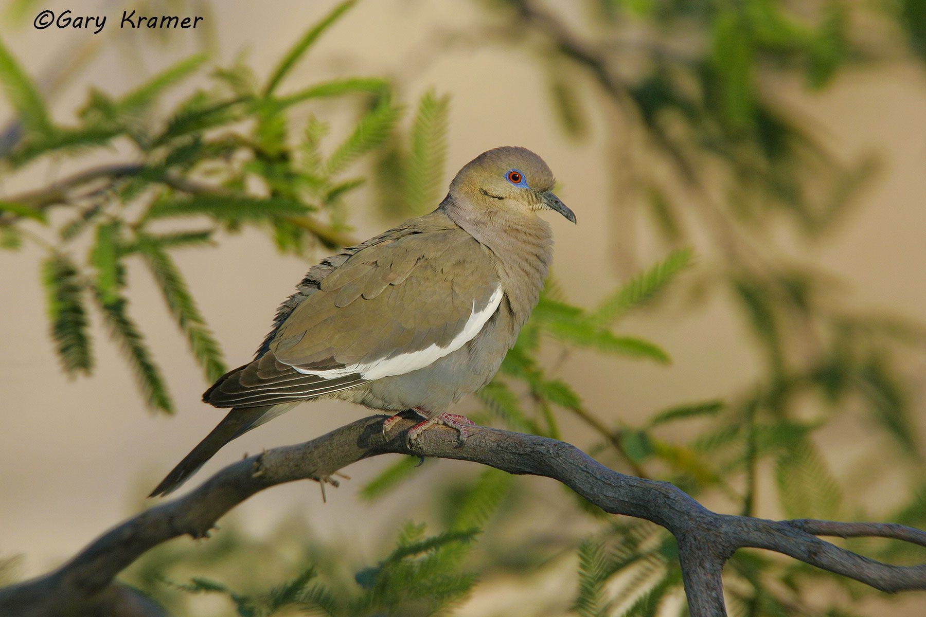 White-winged Dove (Zenaida asiatica) - NBDWw#118d