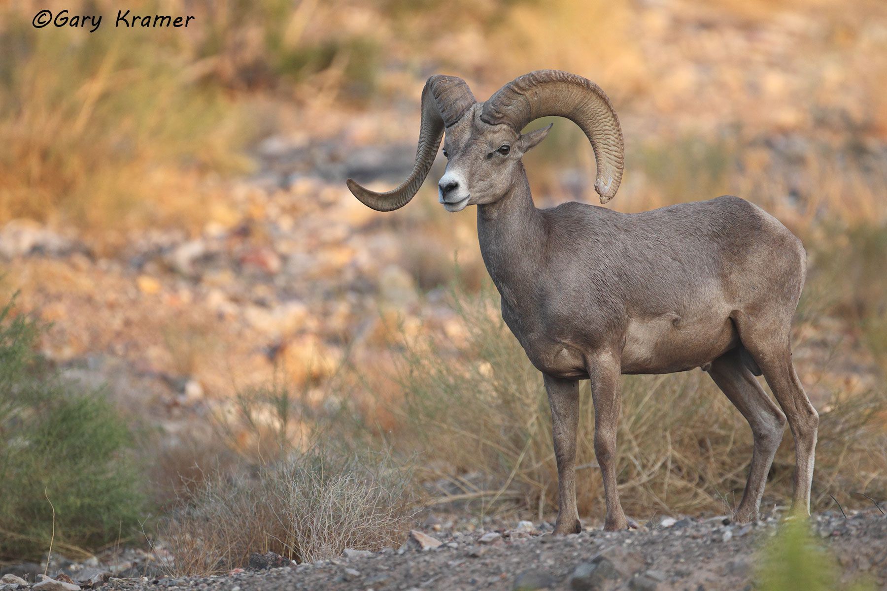 Desert Bighorn (Ovis canadensis nelsoni) by GaryKramer.net, 530-934-3873, gkramer@cwo.com Desert Bighorn (Ovis canadensis nelsoni) - NMSBd#986d