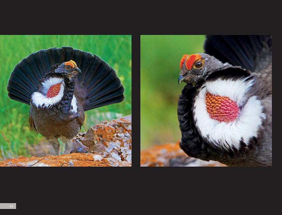 1r5_dusky_grouse_page_4asm.jpg