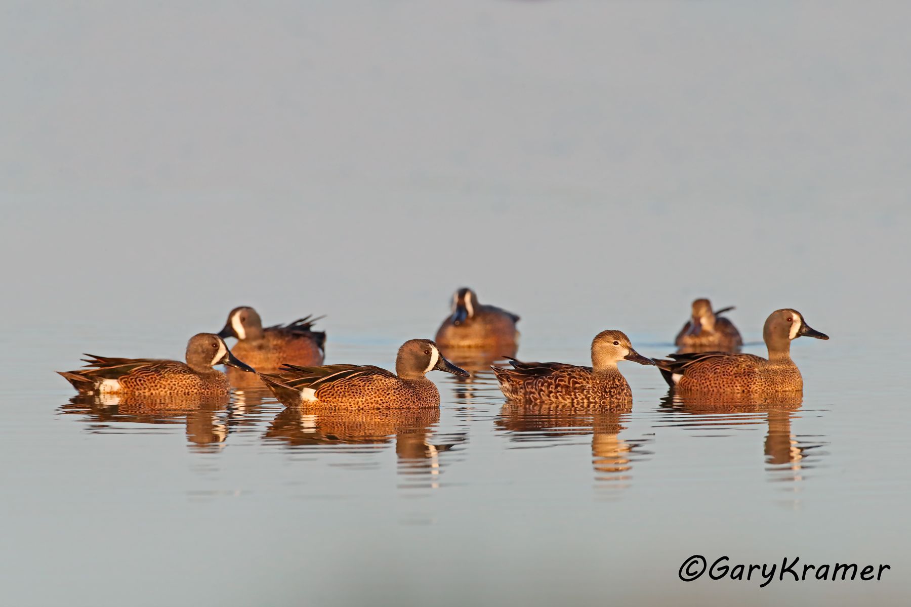 Blue-winged Teal (Spatula discors)  Blue-winged Teal (Spatula discors) - NBWTb#1246d
