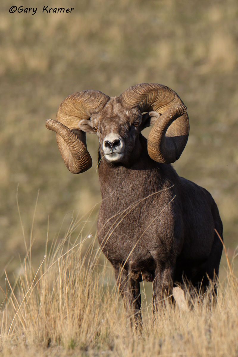 Rocky Mountain Bighorn (Ovis canadensis canadensis) by GaryKramer.net, 530-934-3873, gkramer@cwo.com Rocky Mountain Bighorn (Ovis canadensis canadensis) - NMSBr#1605d(2)