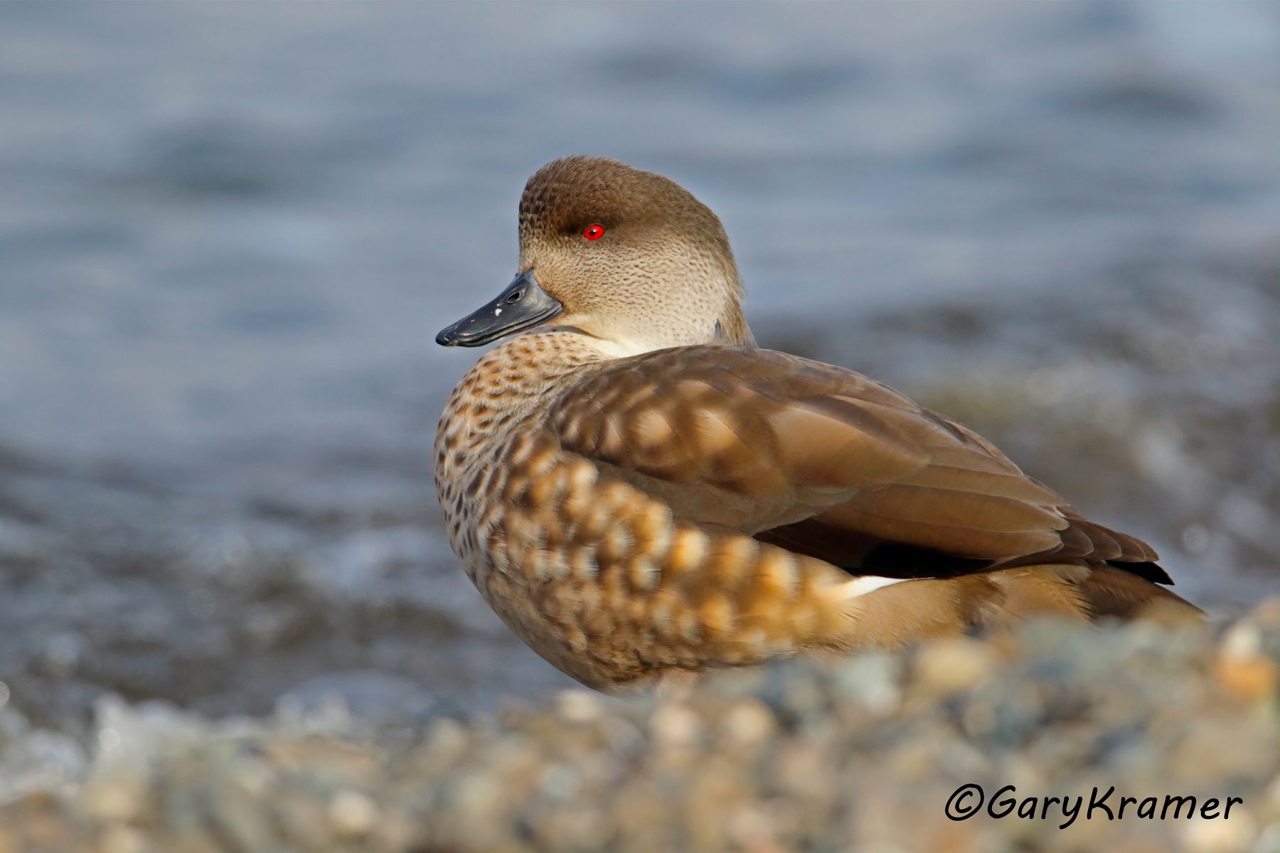 Crested Duck (Lophonetta speculariodes) - SBWCd#208d (Chile)
