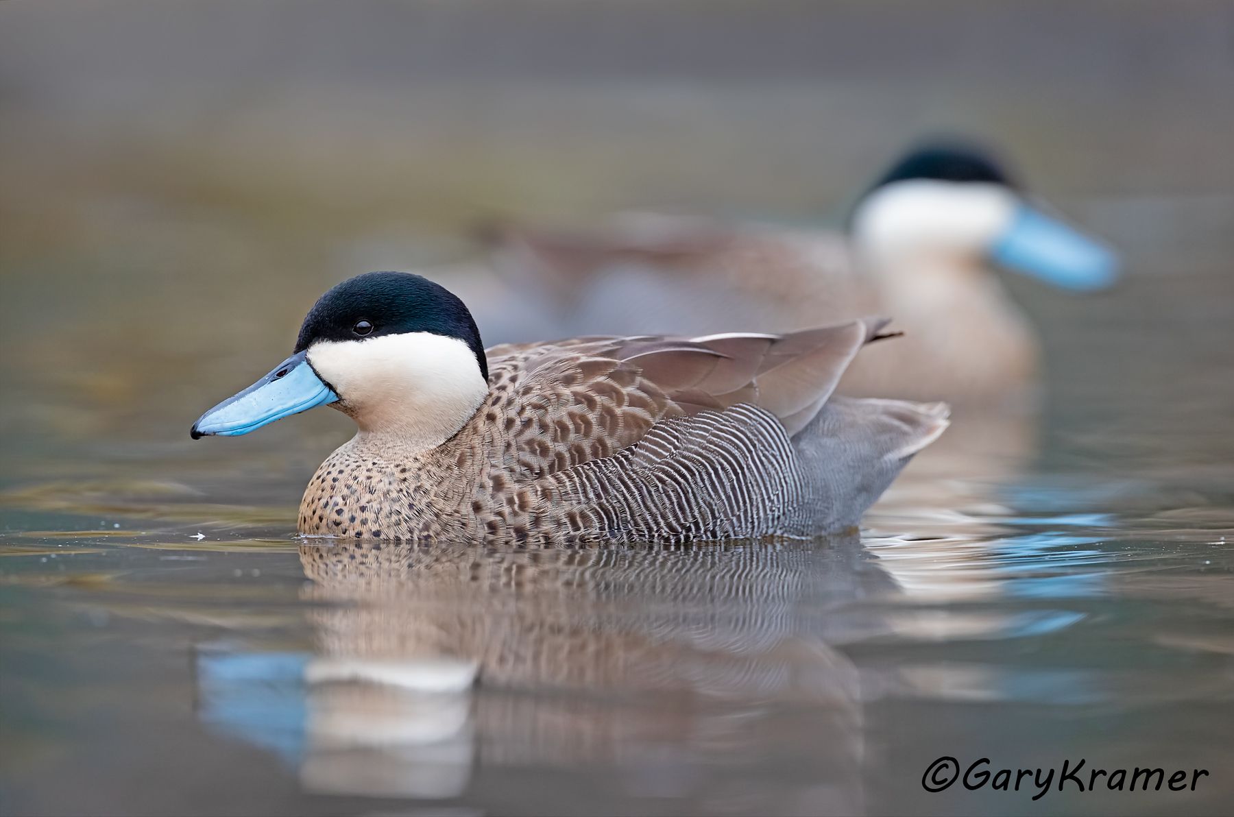 Puna Teal (Anas puna) - SBWTp#175d (Peru)