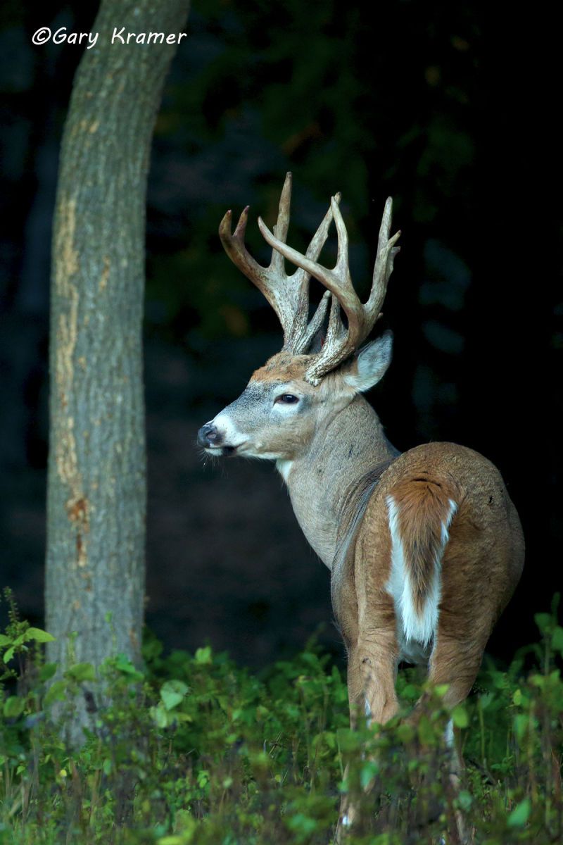 White-tailed Deer (Odocoileus virginianus) by GaryKramer.net, 530-934-3873, gkramer@cwo.com White-tailed Deer (Odocoileus virinianus) - NMDW#1114d(2)
