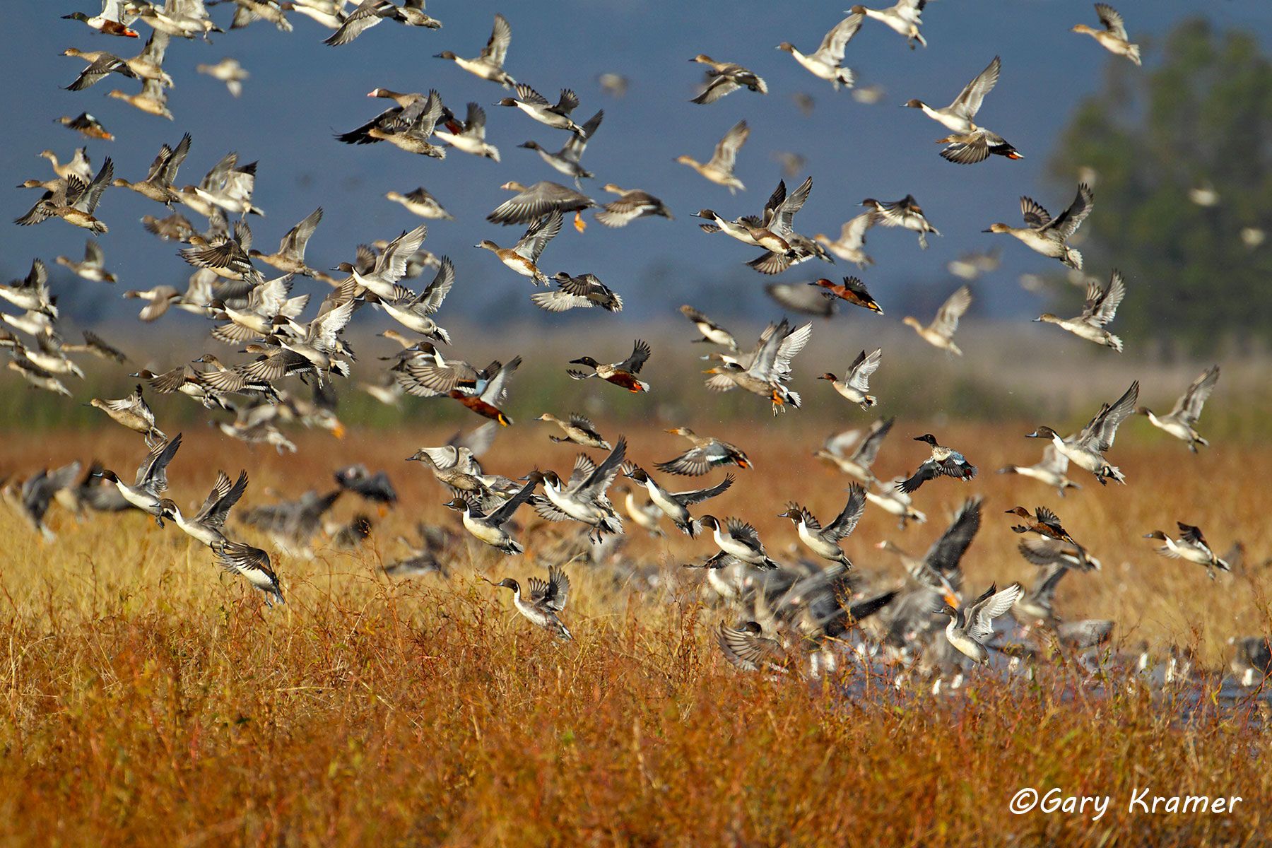 Northern Pintail/American Wigeon/Northern Shoveler/White-fronted Goose/Cinnamon Teal/Green-winged Teal Northern Pintail/American Wigeon/Northern Shoveler/White-fronted Goose/Cinnamon Teal/Green-winged Teal - NBWX#730d
