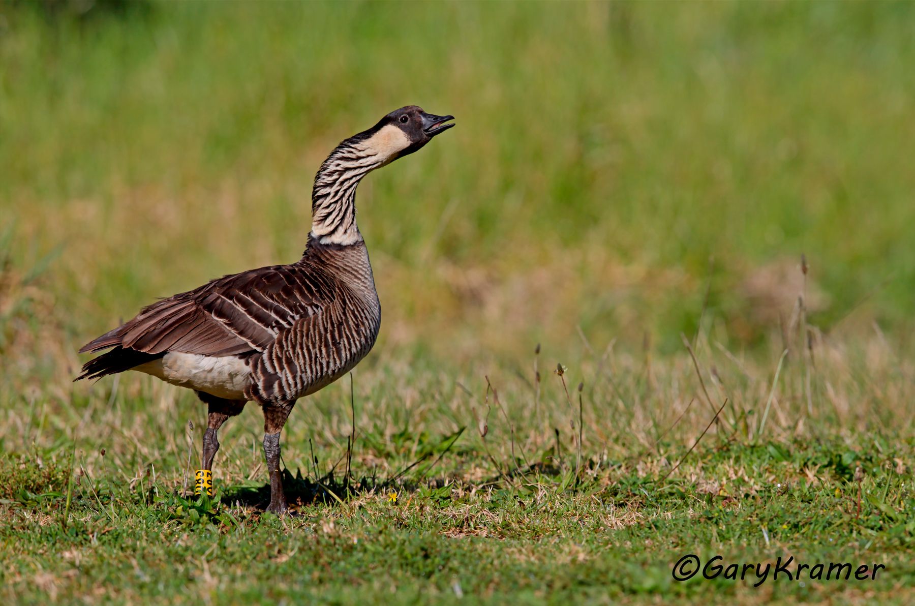 Hawaiian Goose (Nene) (Branta sandvicensis) Hawaiian Goose (Nene) (Branta sandvicensis) - NBWN#507d