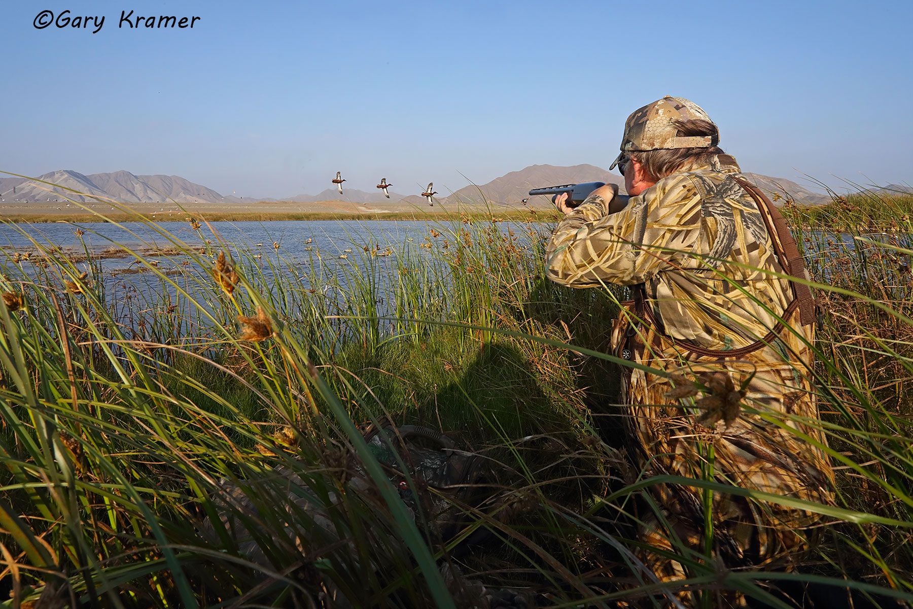 Hunter(s) shooting at Cinnamon Teal over decoys, Peru Hunter shooting at Cinnamon Teal over decoys, Peru - SHPctd#023d(2)