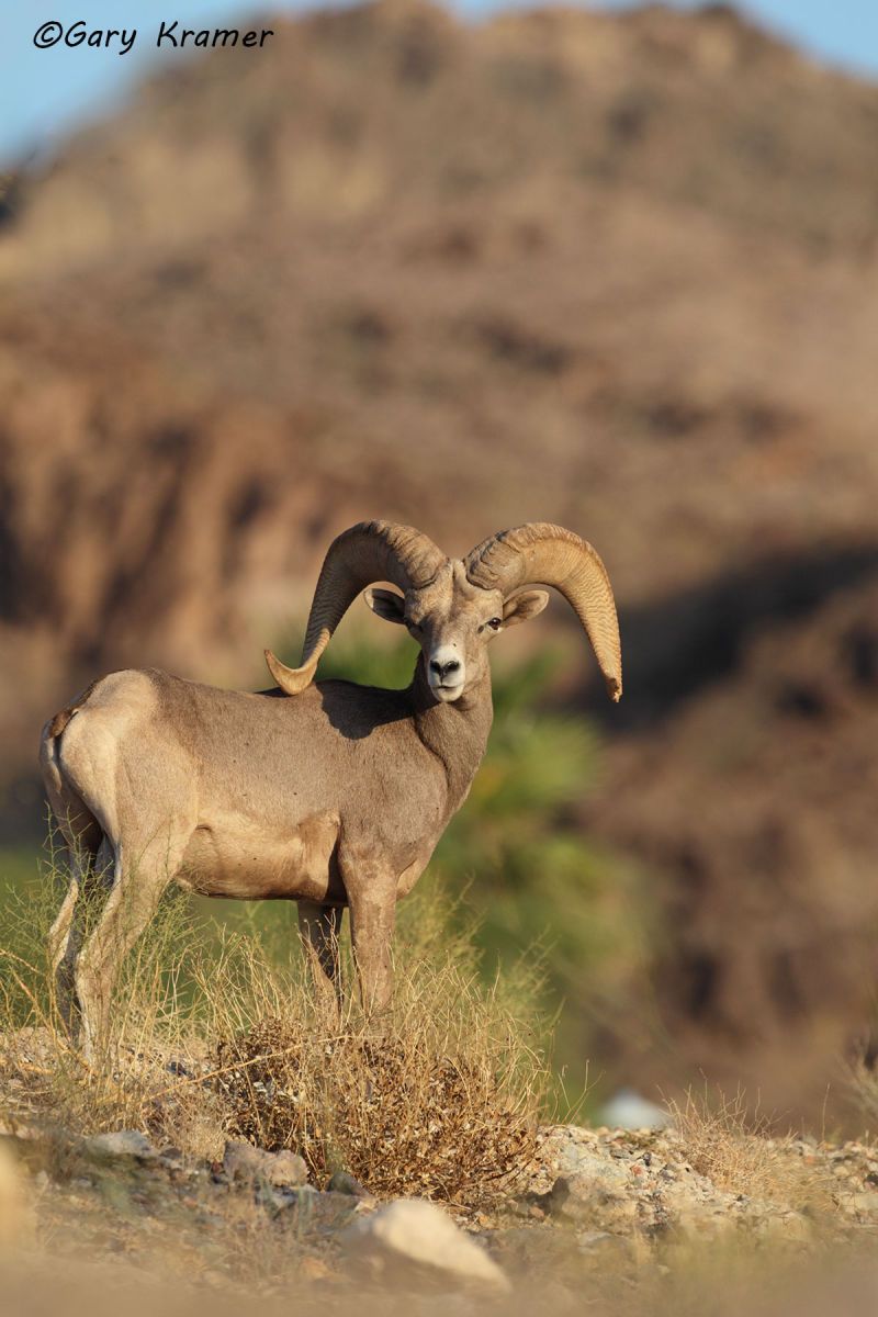 Desert Bighorn (Ovis canadensis nelsoni) by GaryKramer.net, 530-934-3873, gkramer@cwo.com Desert Bighorn (Ovis canadensis nelsoni) - NMSBd#1091d