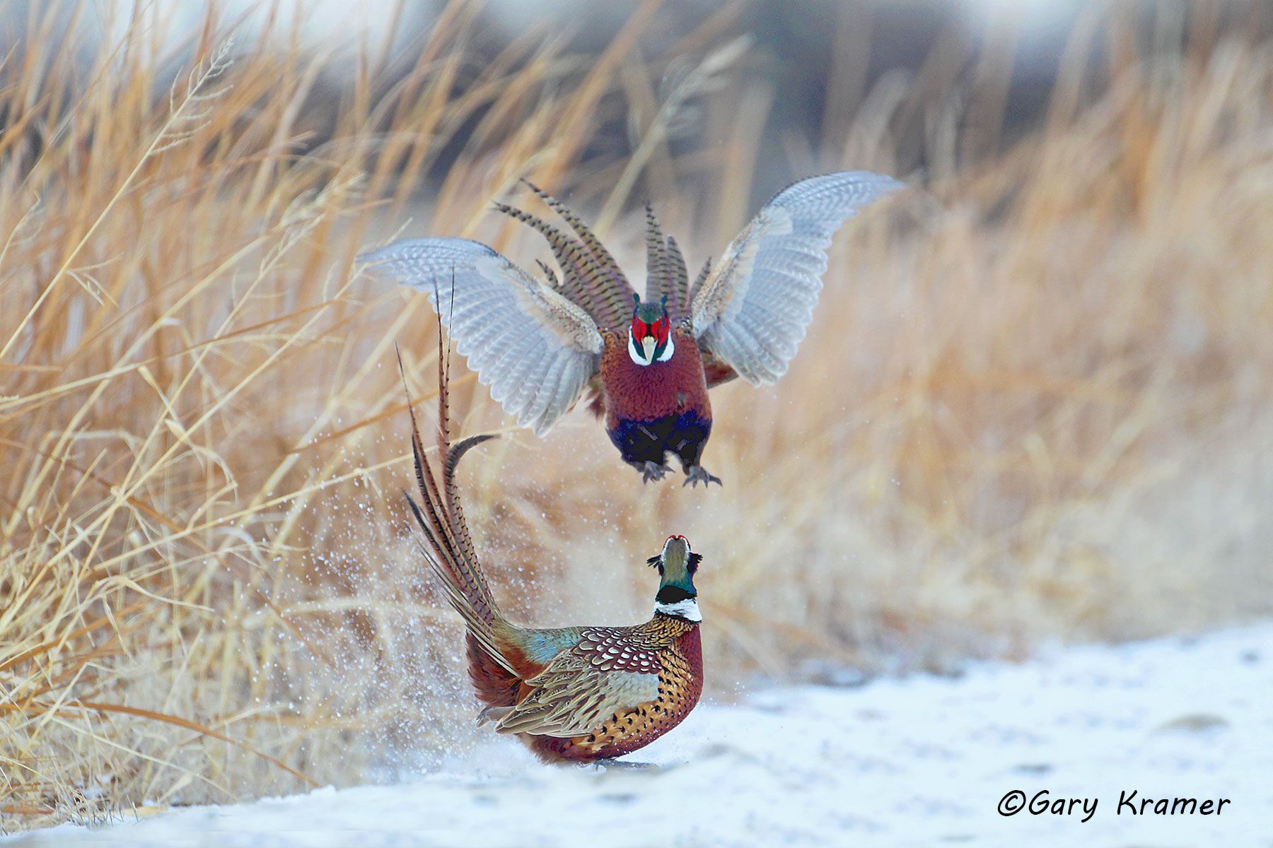 Ring-necked Pheasant (Phasianus colchicus) by GaryKramer.net, 530-934-3873, gkramer@cwo.com - Published: Pheasants Forever Calendar 2013; Pheasants Forever Spring 2013; American Sportsman Calendar, Desk Calendar 2015; ASC Hunting Dogs 7 Upland Birds Calendar 2015 Ring-necked Pheasant (Phasianus colchicus) - NBGP#1363d(3)
