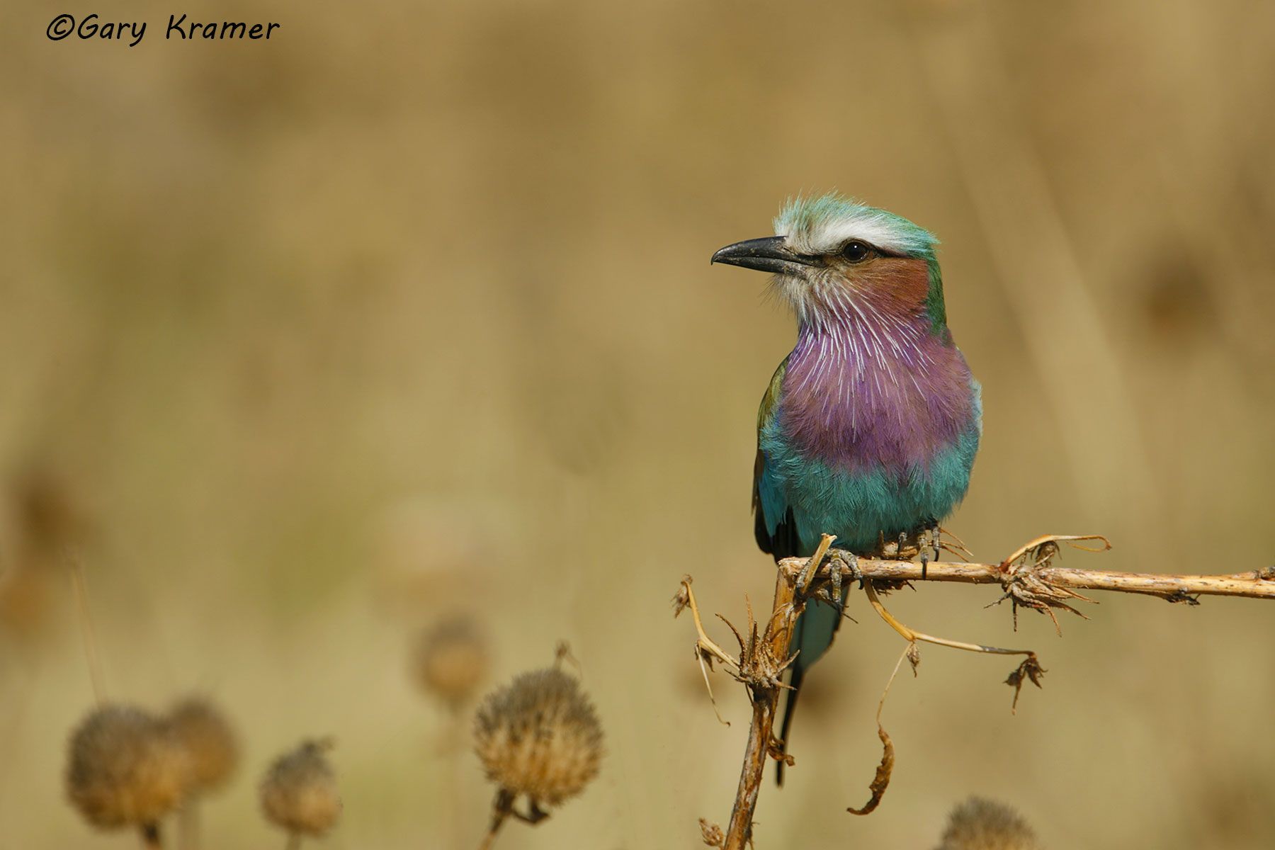 Lilac-breasted roller (Coracias caudata) Lilac-breasted roller (Coracias caudata) - ABRl#099d