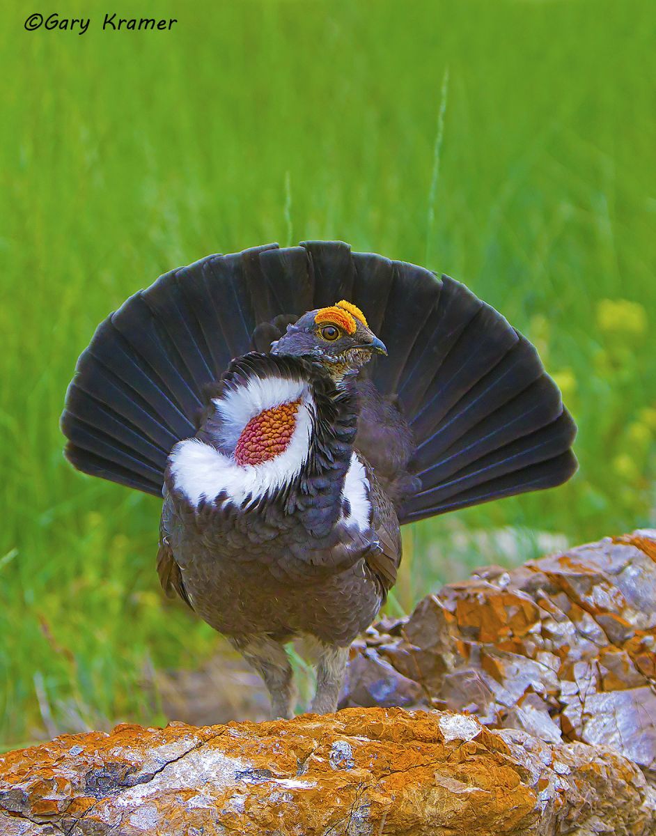 Dusky Grouse (Dendragapus obscurus) by GaryKramer.net, 530-934-3873, gkramer@cwo.com Dusky Grouse (Dendragapus obscurus) - NBGd#286d(2)