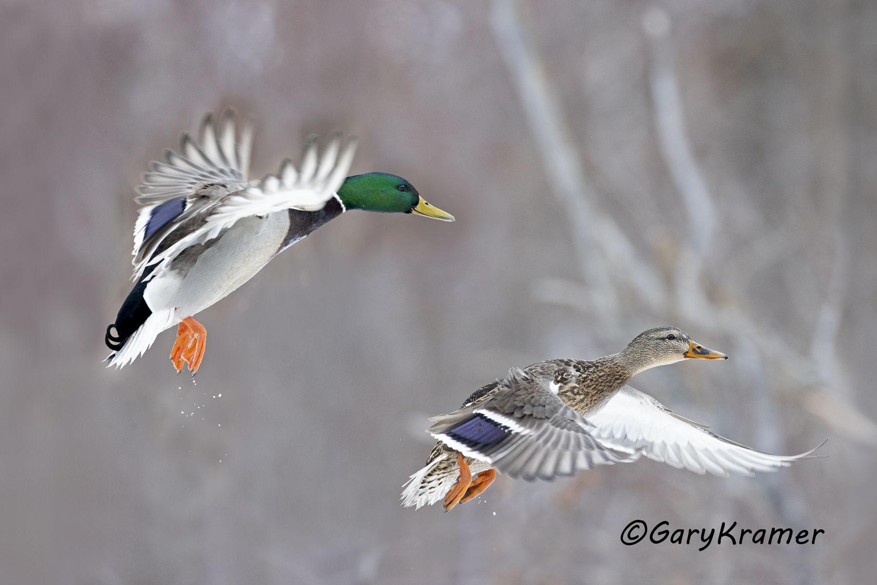Mallard (Anas platyrhynchos) - NBWM#5284d(2)