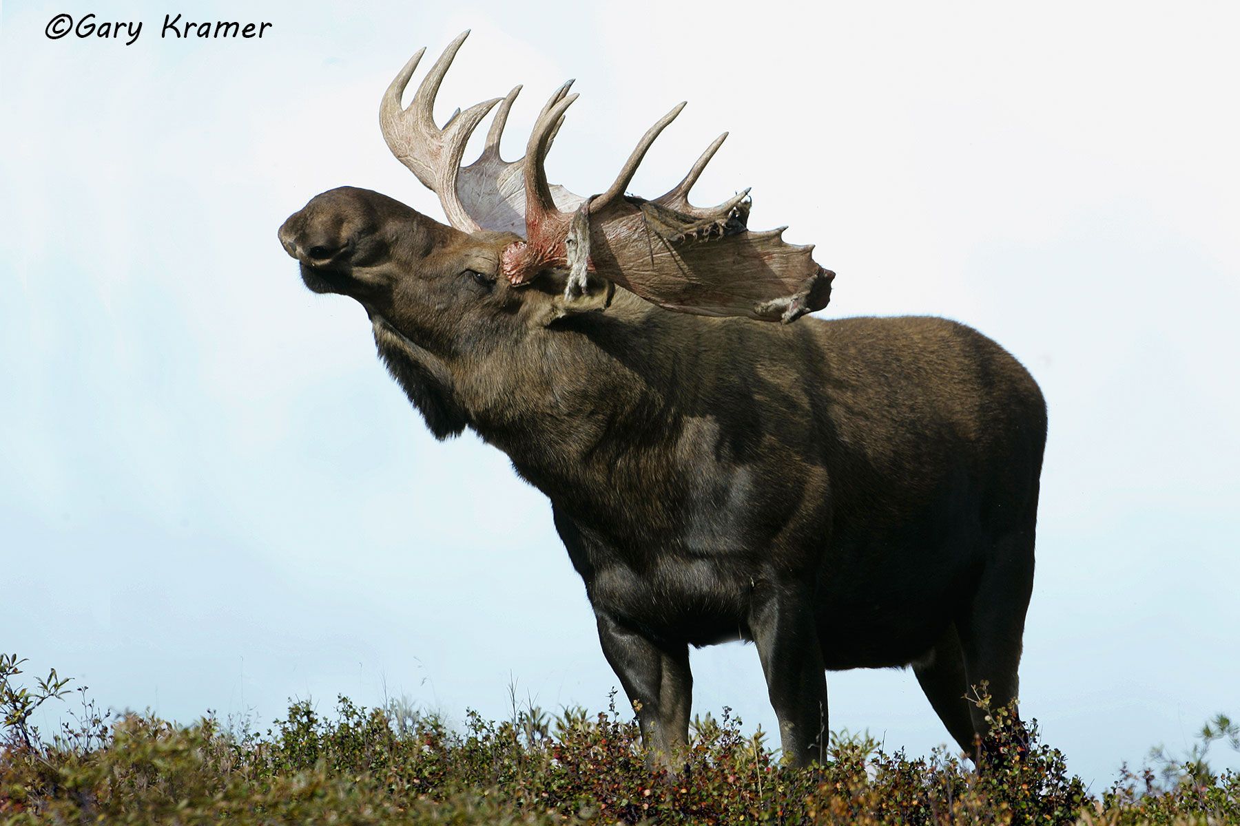 Moose (Alces alces) by GaryKramer.net, 530-934-3873, gkramer@cwo.com Moose (Alces alces) - NMM#178d
