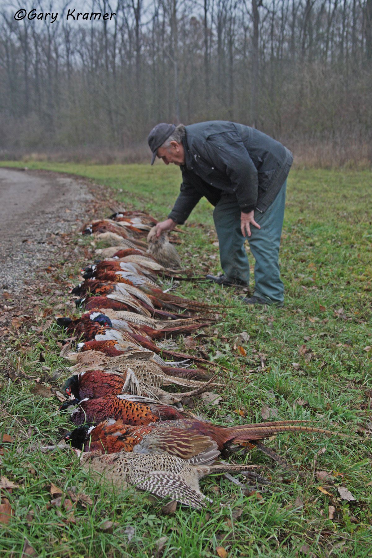 Driven Pheasant - bringing in birds, Eastern Europe Driven Pheasant - bringing in birds, Sloviakia - EHEr#045d