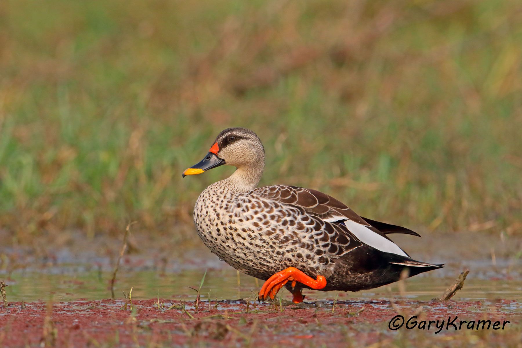 Indian Spot-bill Duck (Anas poecilorhyncha)  Indian Spot-bill Duck (Anas poecilorhyncha) - EBWBi#134d