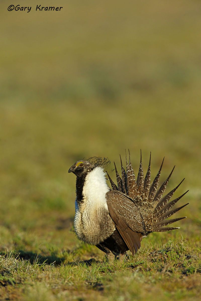 Greater Sage Grouse (Centrocercus urophasianus) - NBGGs#1234d