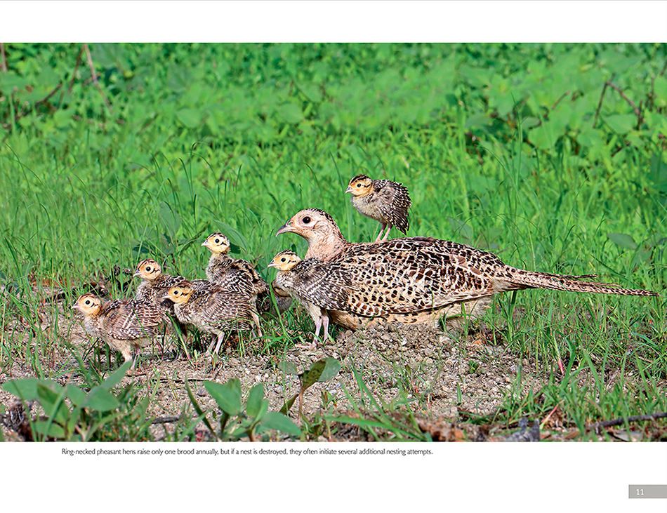 1r2_ring_necked_pheasant_page_6bx.jpg