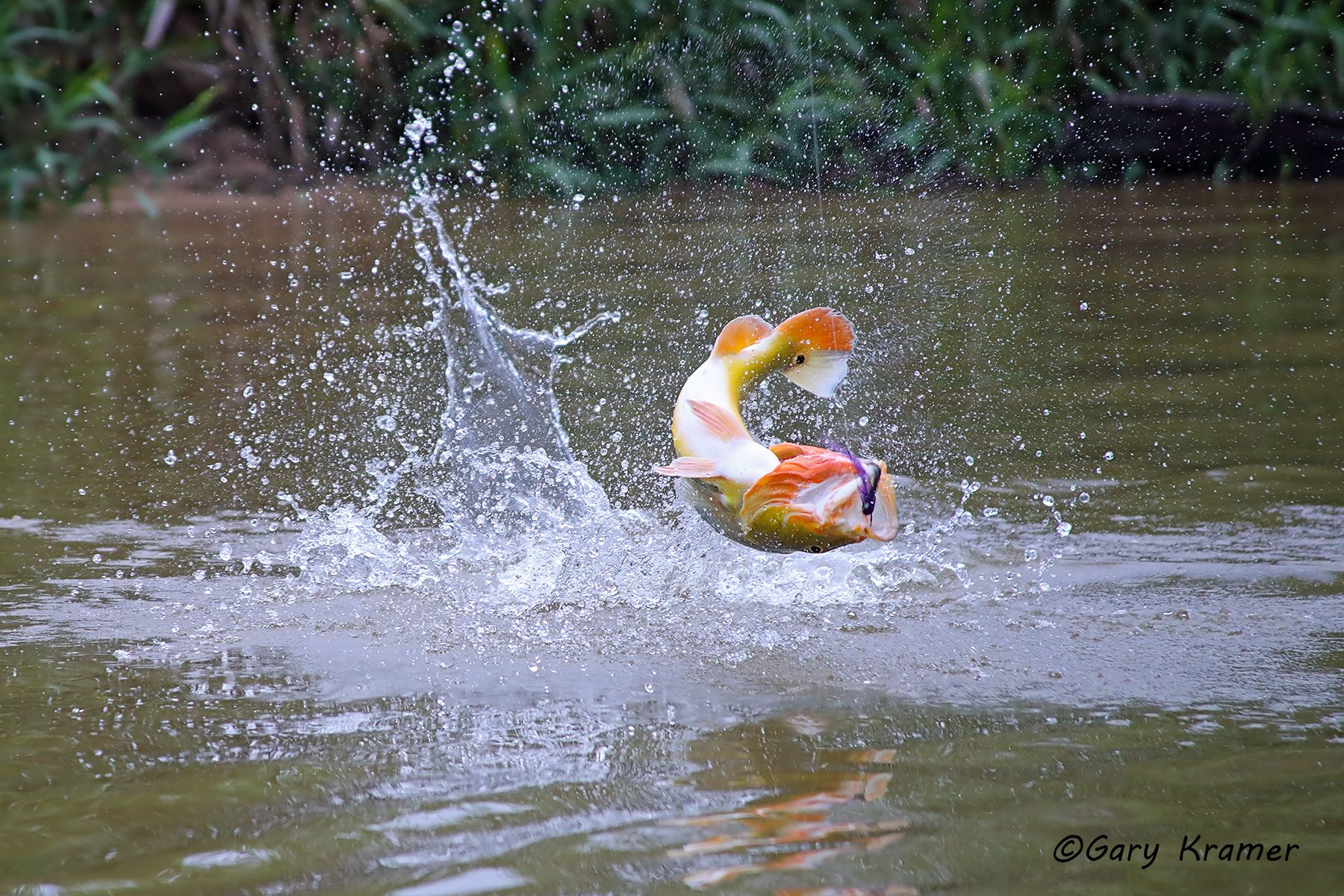 Peacock Bass w/fly Peacock Bass w/fly, Bolivia - SFBpf#024d