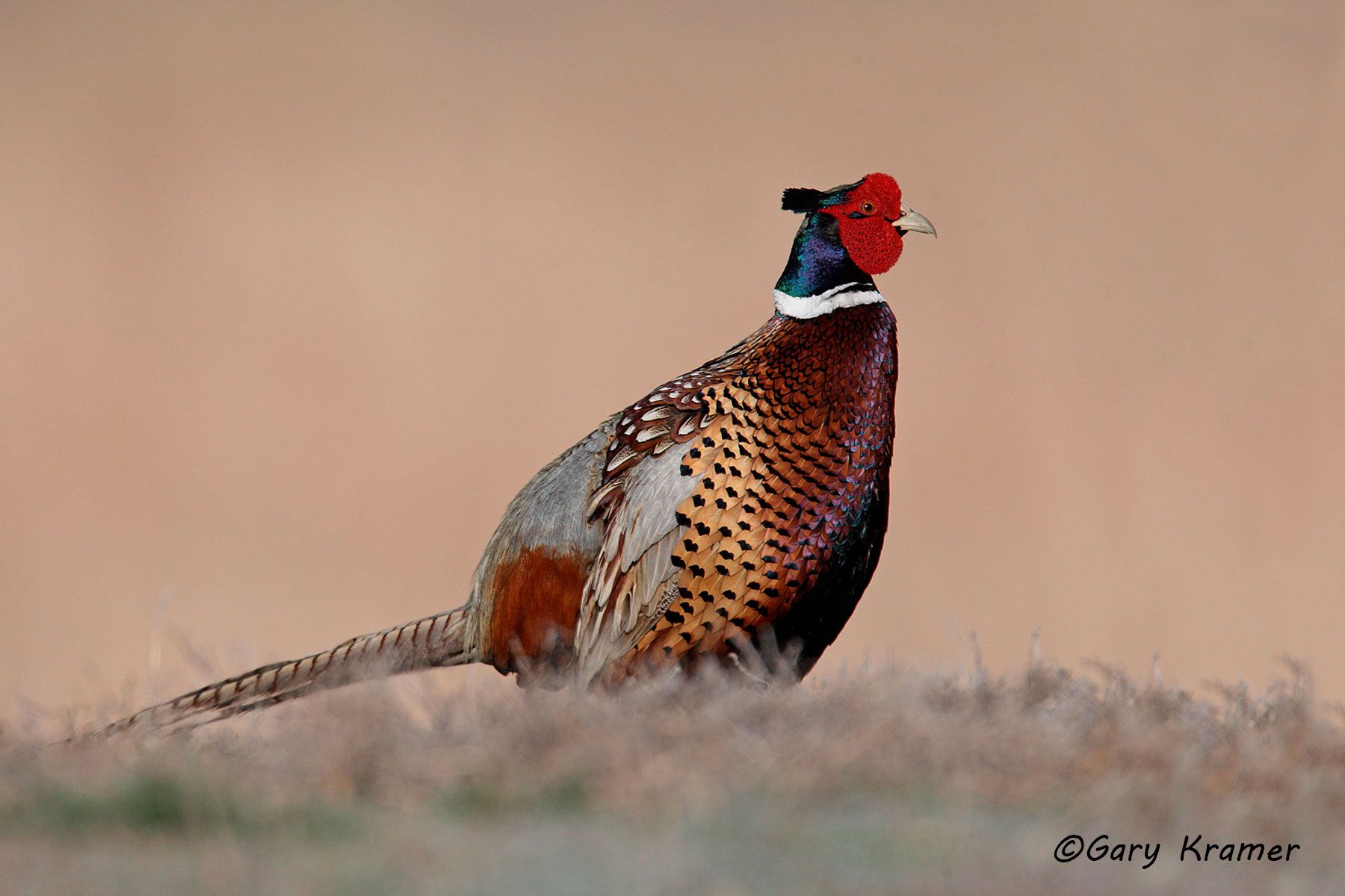 Ring-necked Pheasant (Phasianus colchicus) by GaryKramer.net, 530-934-3873, gkramer@cwo.com Ring-necked Pheasant (Phasianus colchicus) - NBGP#1018d