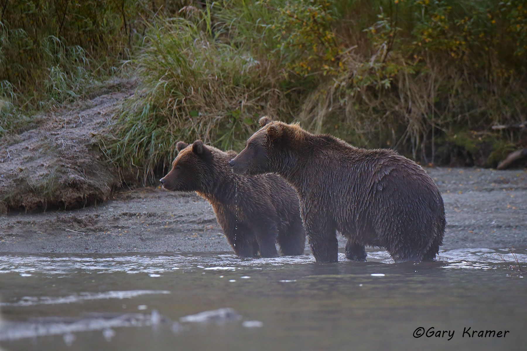 Alaskan Brown Bear (Ursus middlendorffi) by GaryKramer.net, 530-934-3873, gkramer@cwo.com Alaskan Brown Bear (Urusus middlendorffi) - NMBA#667d