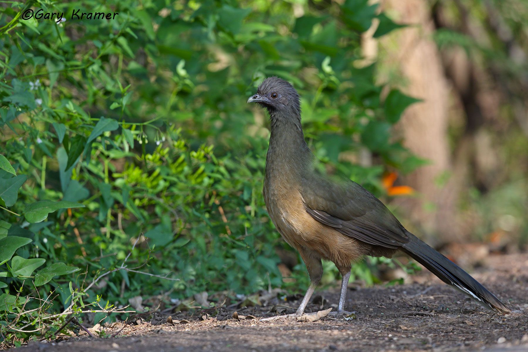 Chachalaca (Ortalis vetula) Chachalaca (Ortalis vetula) - NBGCa#235d