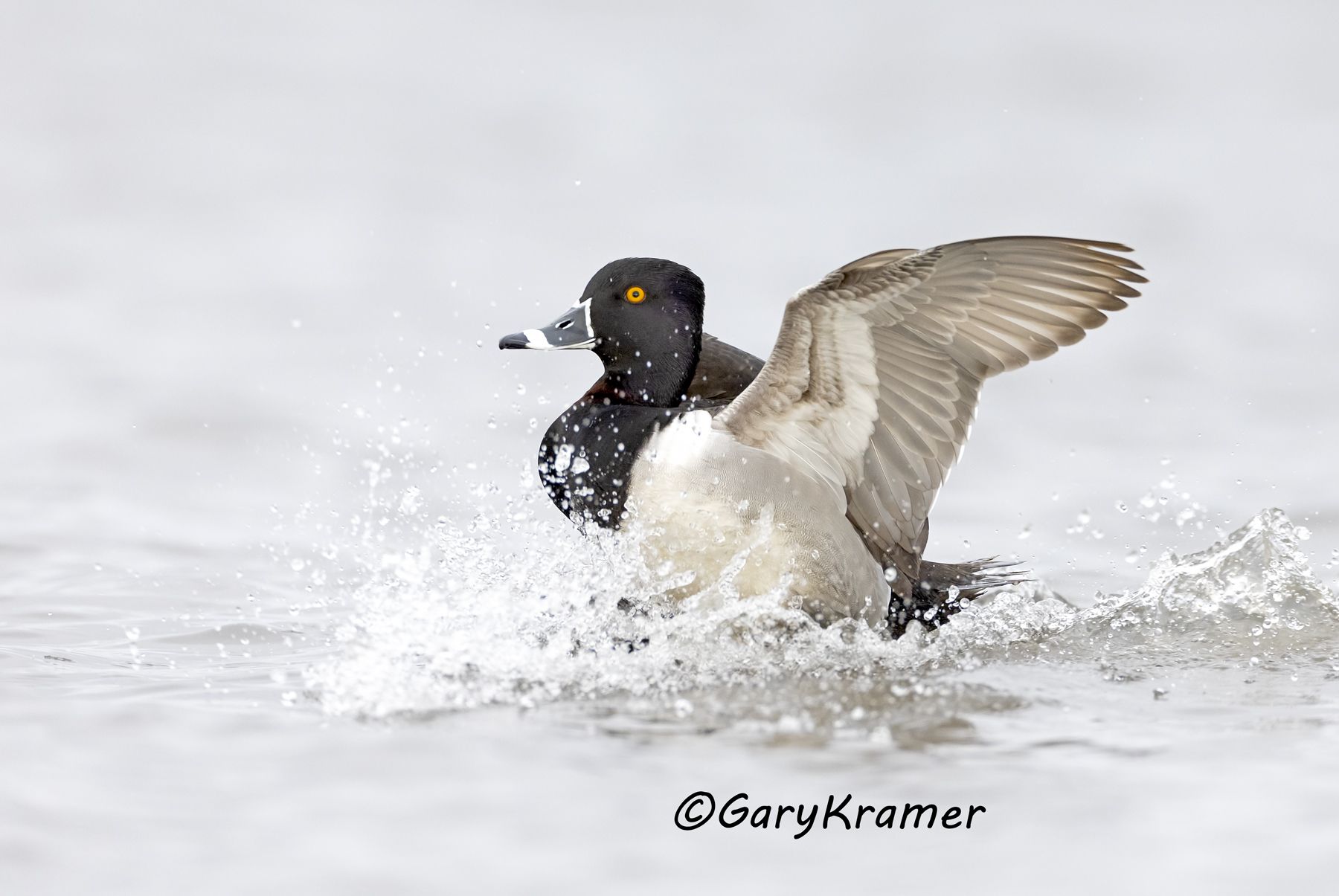 Ring-necked Duck (Aythya collaris) Ring-necked Duck (Aythya collaris) - NBWRn#1249d