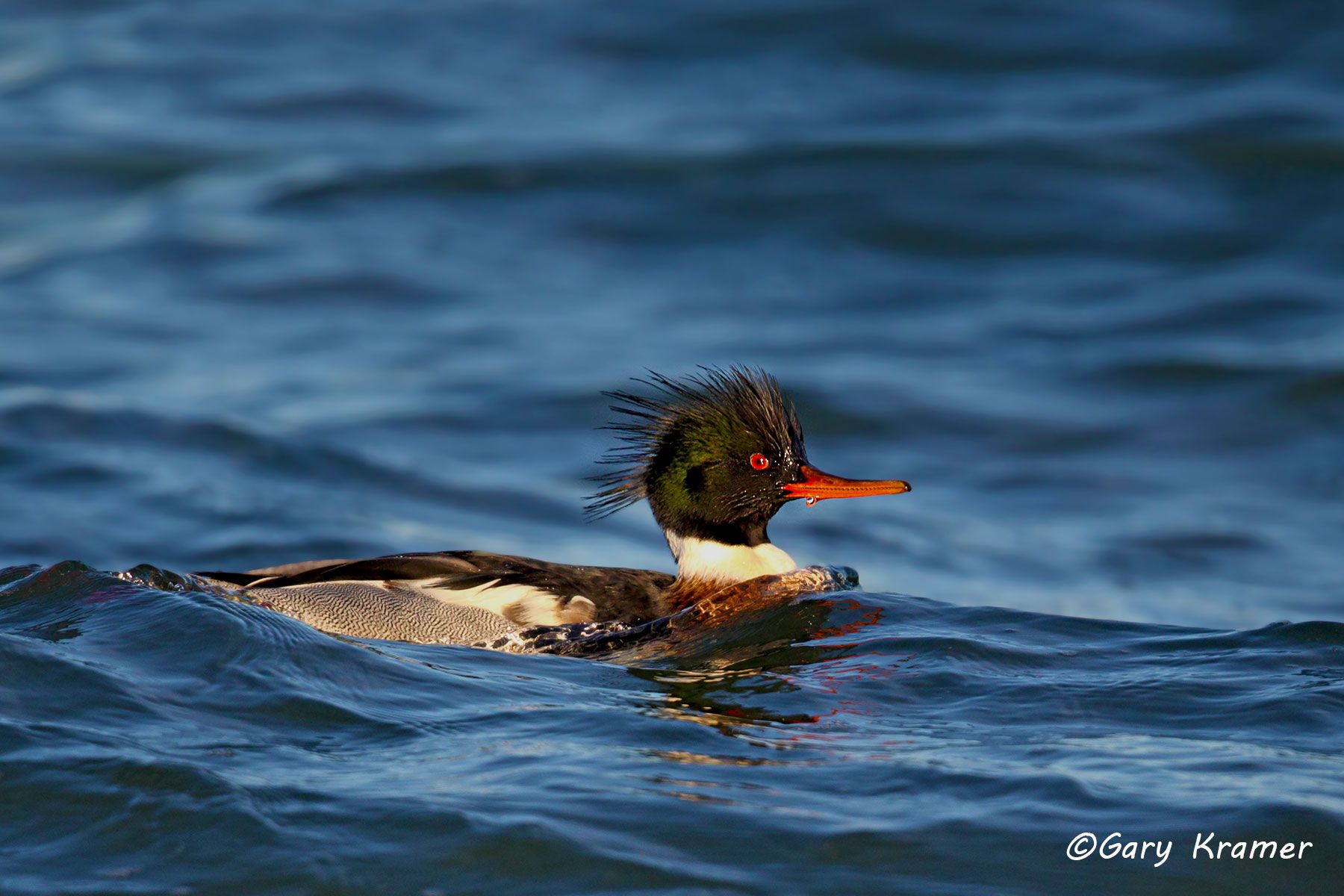 Red-breasted Merganser (Mergus serrator) Red-breasted Merganser (Mergus serrator) - NBWMr#108d