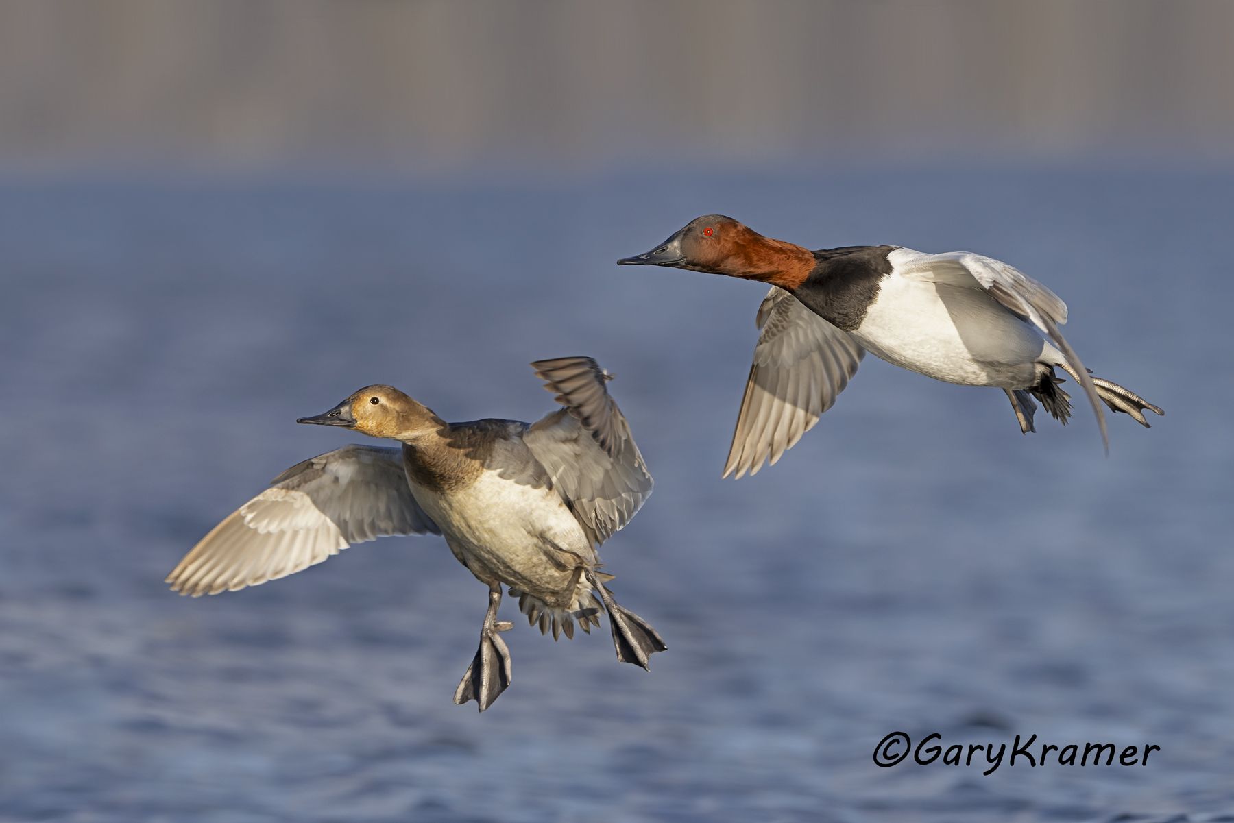 Canvasback (Aythya valisineria) - NBWC#2056d(2)