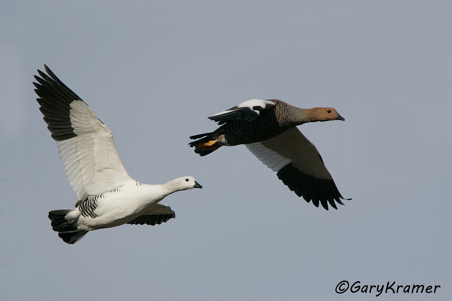 Upland Goose (Chloephaga picta) - SBWG#074d(2) (Argentina)