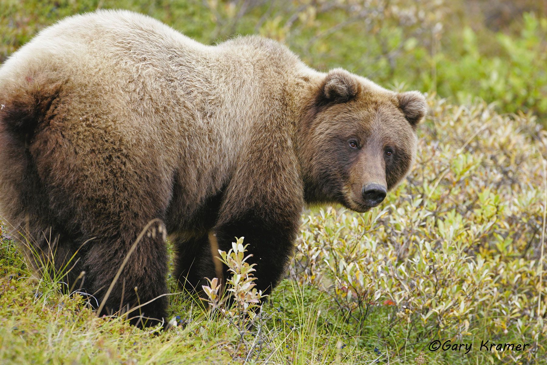 Grizzly Bear (Ursus horribilis) Montana, USA by GaryKramer.net, 530-934-3873, gkramer@cwo.com Grizzly Bear (Ursus horribilis) - NMBG#104d