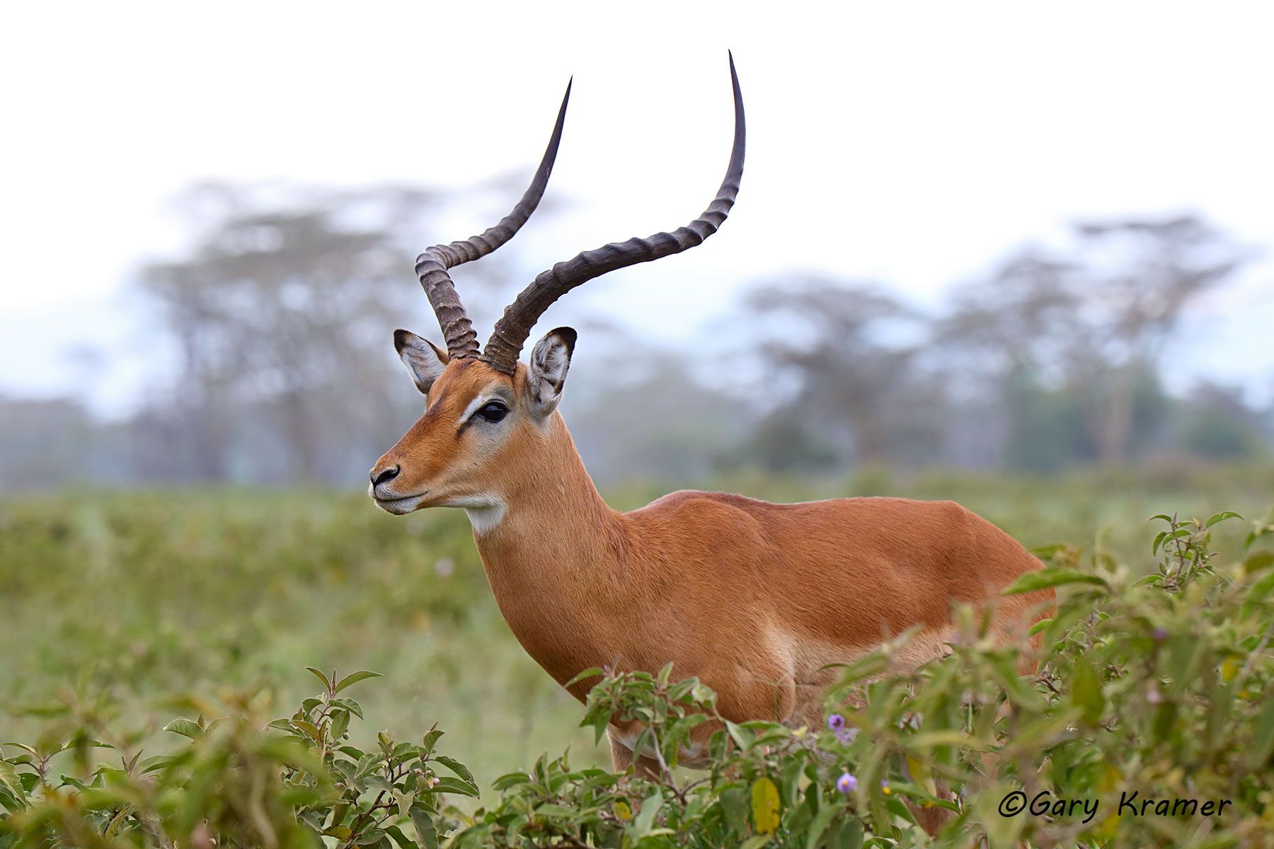 Impala (Aepyceros melampus) Impala (Aepyceros melampus) - AMUI#484d