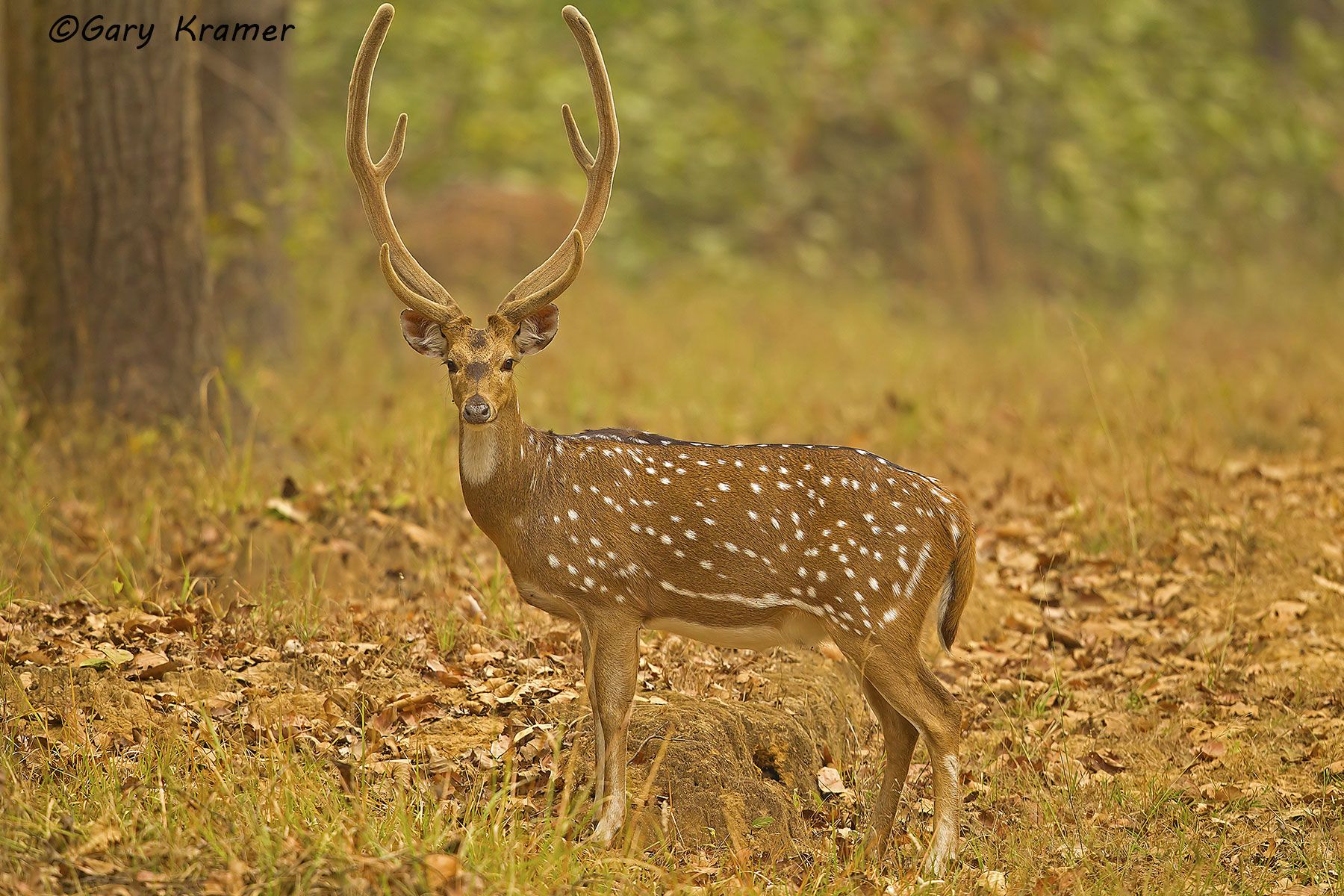 Axis Deer (Chital) (Axis axis) Axis Deer (Chital) (Axis axis) - EMDa#114d