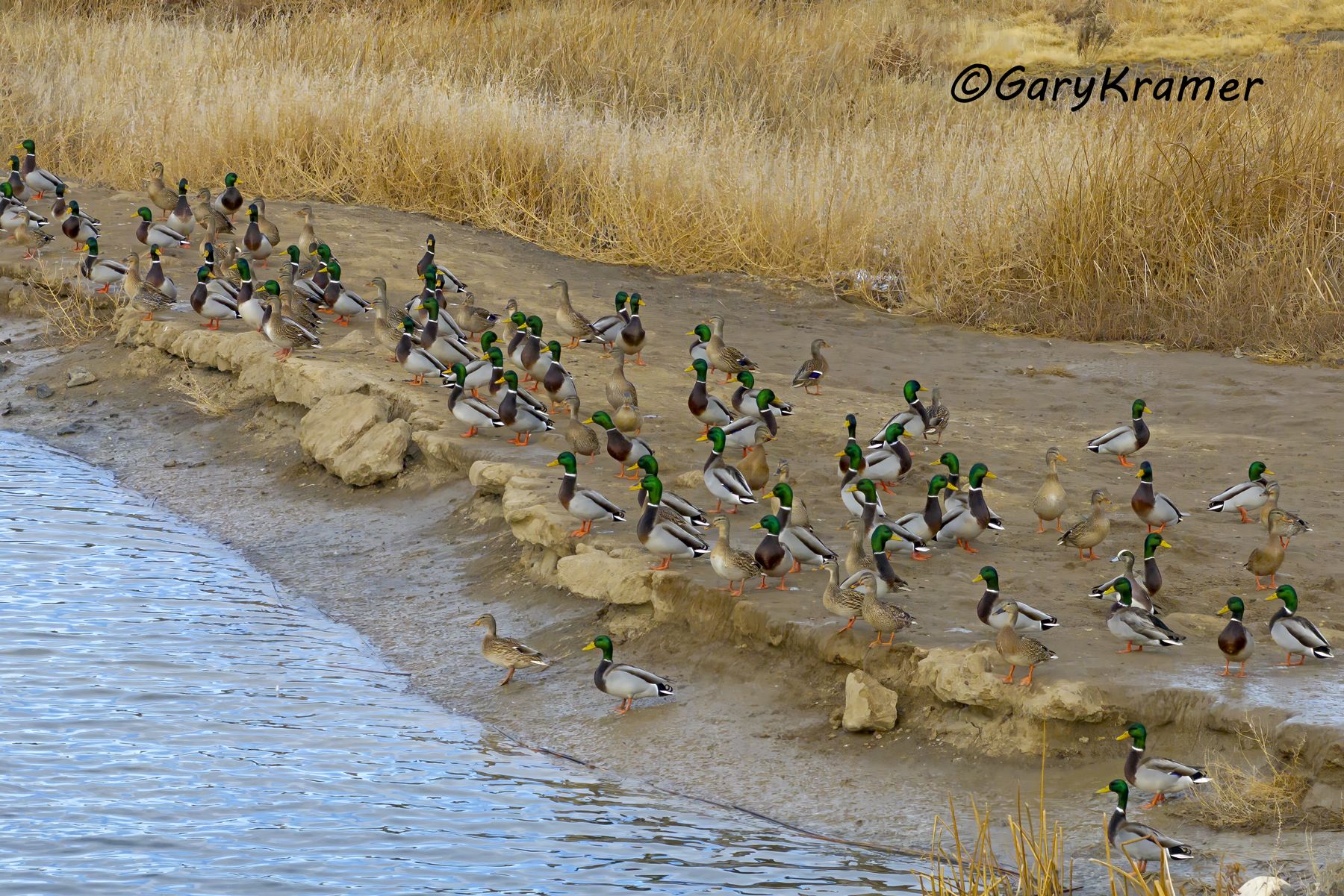 Mallard (Anas platyrhynchos) - NBWM#8185d