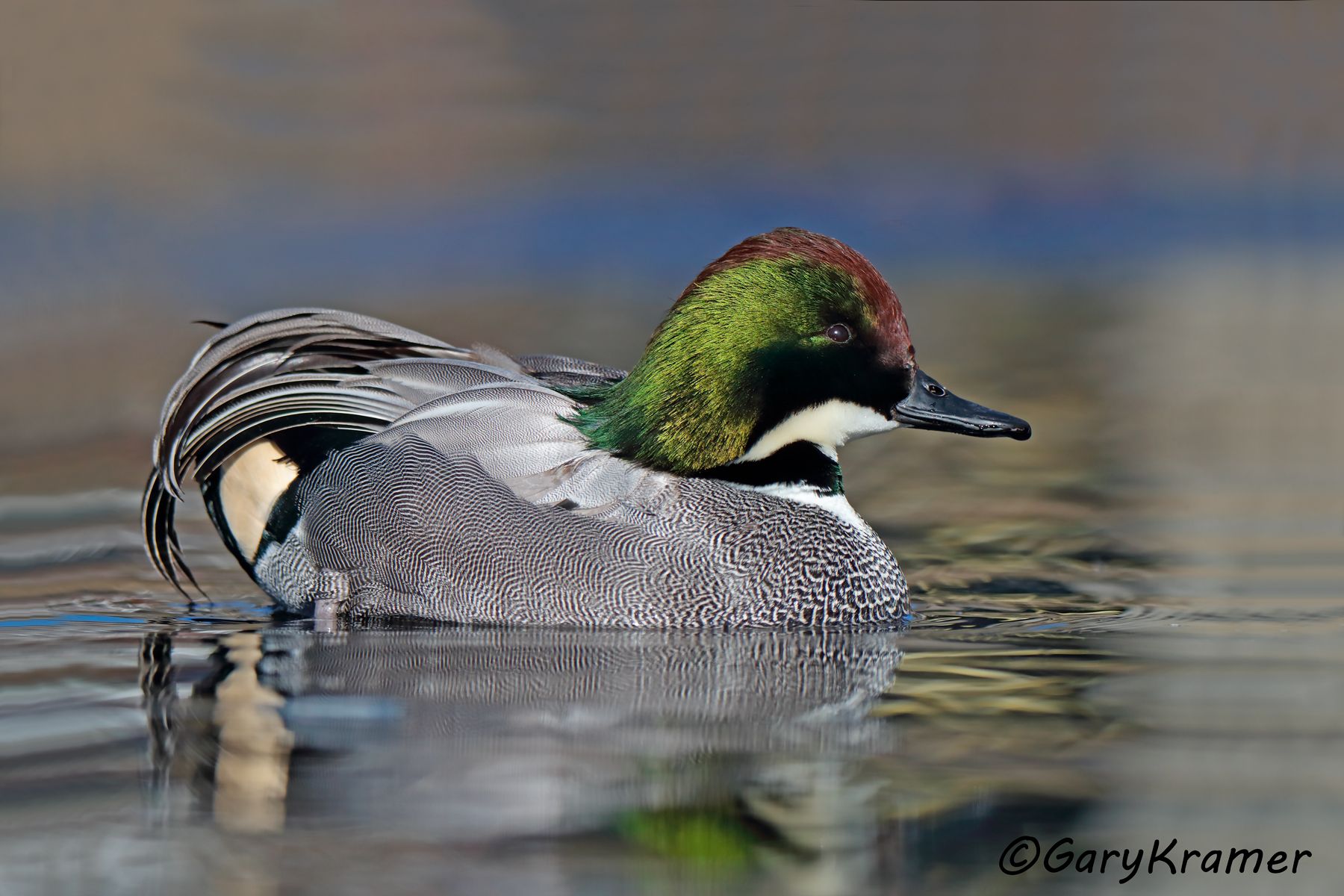 Falcated Duck (Anas falcata)  Falcated Duck (Anas falcata) - EBWF#135d