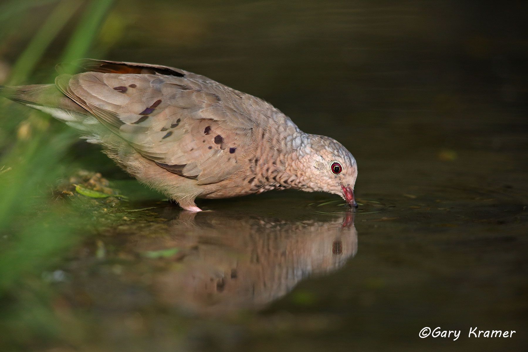 Common Ground Dove (Columbina passerina) - NBTDg#049d