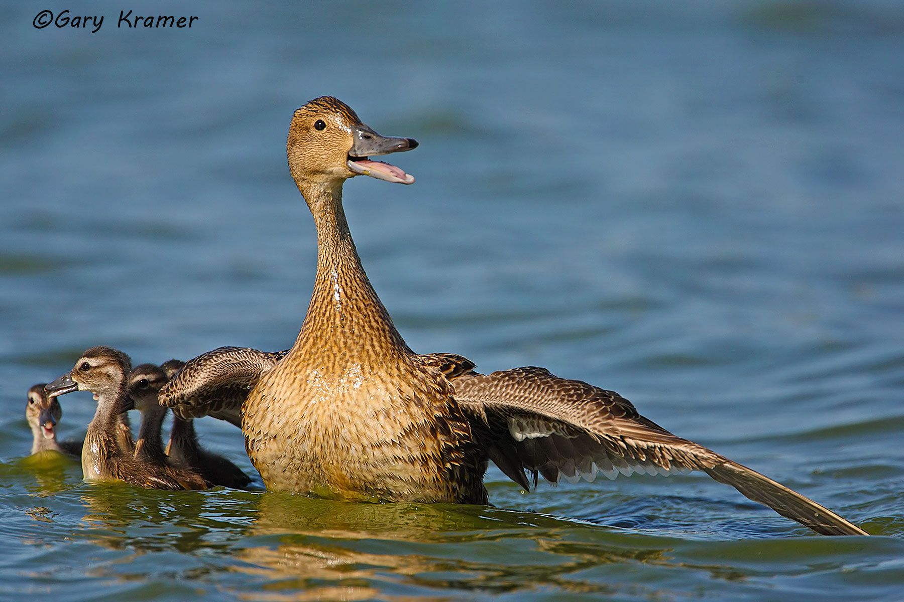 Northern Pintail (Anas acuta) - NBWP#1918d