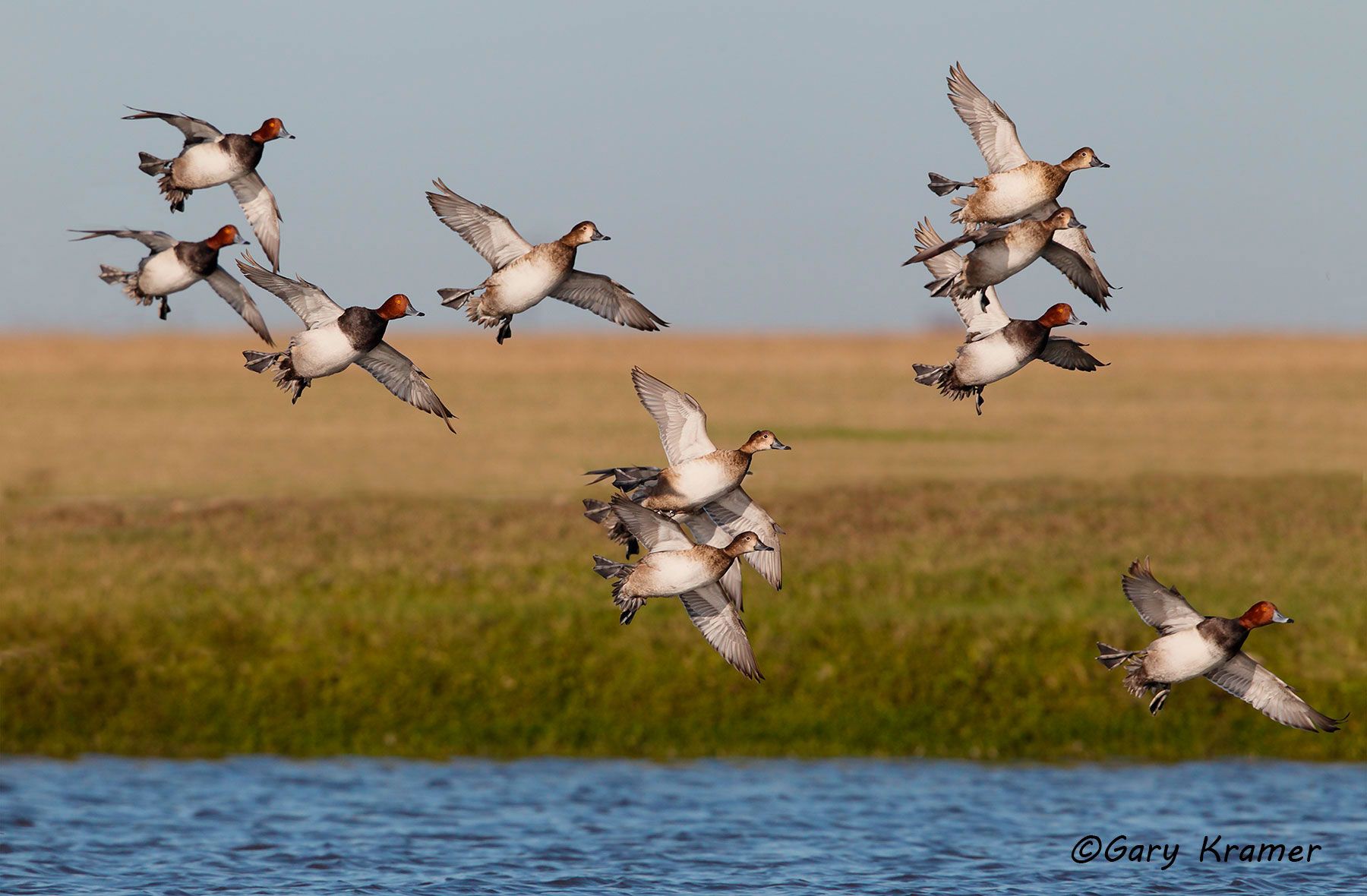 Redhead (Aythya americana) Redhead (Aythya americana) - NBWR#351d