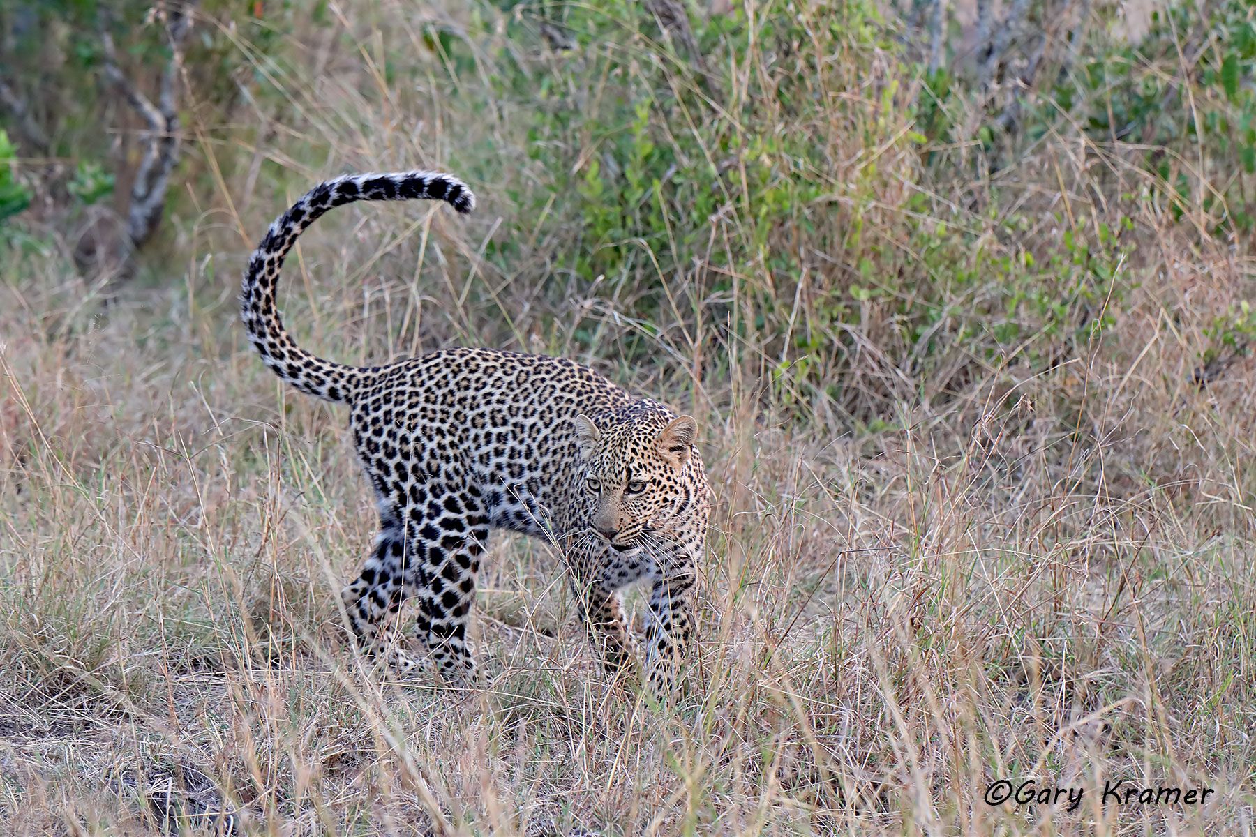 Leopard (Panthera pardus) Leopard (Panthera pardus) - AMPL#966d