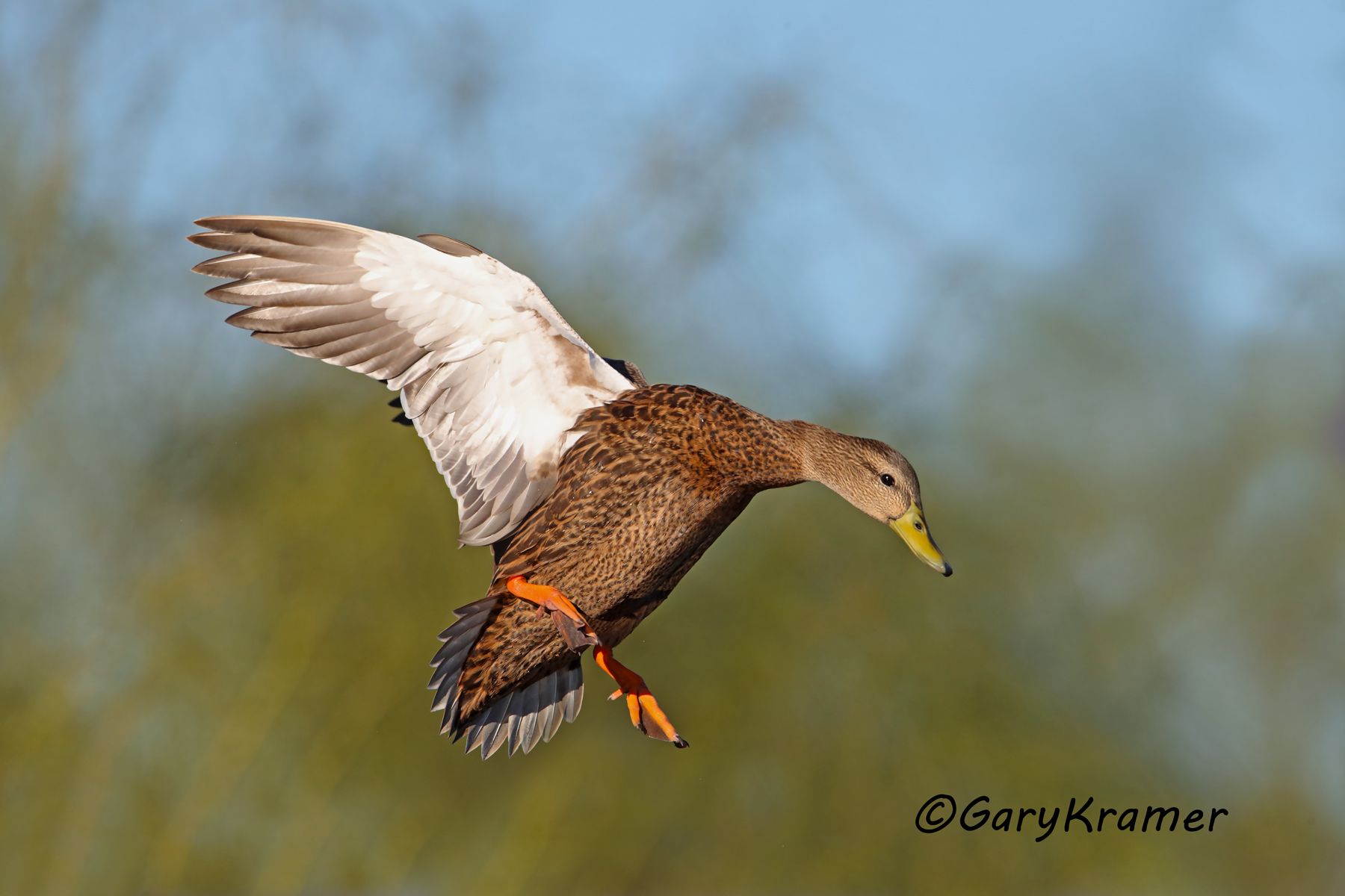 Mexican Duck (Mexican Mallard) (Anas platyrhynchos diazi) Mexican Duck (Mexican Mallard) (Anas platyrhynchos diazi) - NBWMm#154d