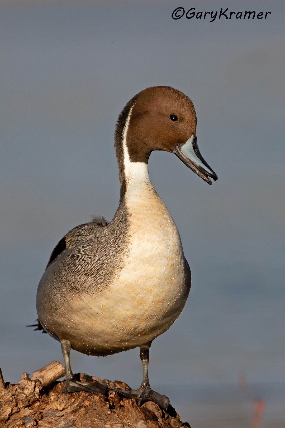 Northern Pintail (Anas acuta) - NBWP#9723d(2)